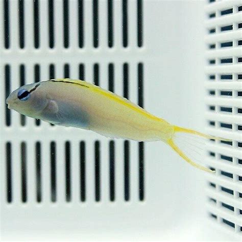 銀色的魚|【地味激美】銀色の魚ランキングBEST5！ – 水槽メ。